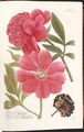 Vyobrazení pivoňky ve Weinmannově herbáři (Regensburg 1745). Weinmann, Johann Wilhelm: Phytanthoza iconographia sive Conspectus aliquot millium, … plantarum, arborum, fruticum, florum, fructuum, fungorum (Regensburg, Heinrich Georg Neuber 1735–1745). Díl čtvrtý (1745), tabule 778 za pag. 4 (na rytecké práci se podíleli Johann Jakob Haid, Johann Elias Ridinger a Bartholomäeus Seutter). Kombinovaná technika barevné mezzotinty a mědirytu s dodatečnými retušemi. Královská kanonie premonstrátů na Strahově – Strahovská knihovna (Praha), sign. AH I 14.